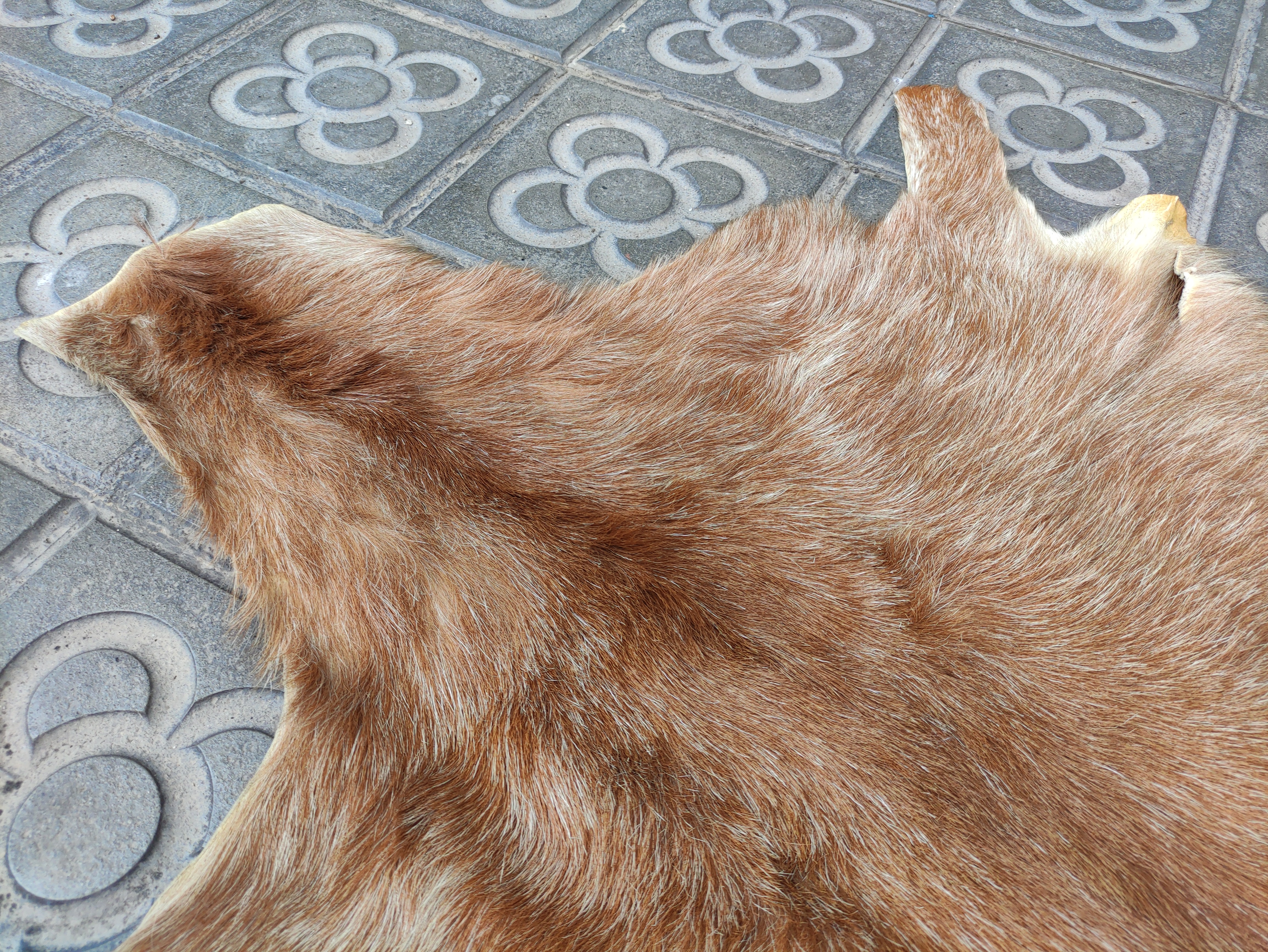 piel alfombra cabra 116x84 1u